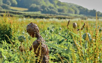 Les Pheuillus du Trégor